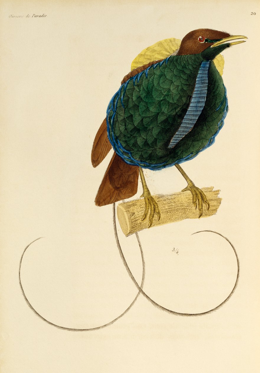 Macho de ave magnífica (Cicinnurus magnificus), grabado de Histoire naturelle des oiseaux de paradis et des epimagues de René Primevère Lesson