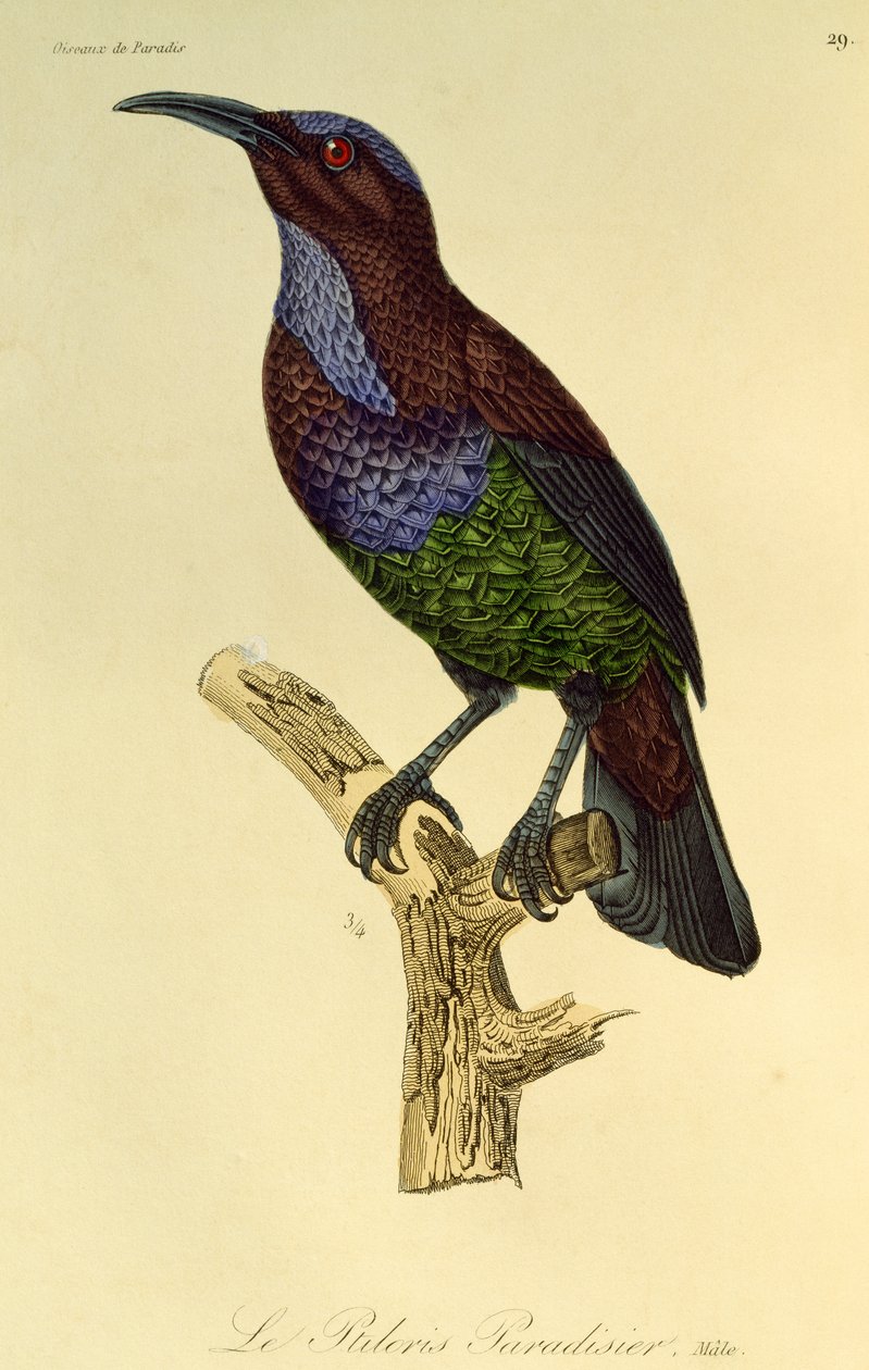 Macho de avefría del paraíso (Ptiloris paradiseus), grabado de Histoire naturelle des oiseaux de paradis et des epimagues de René Primevère Lesson