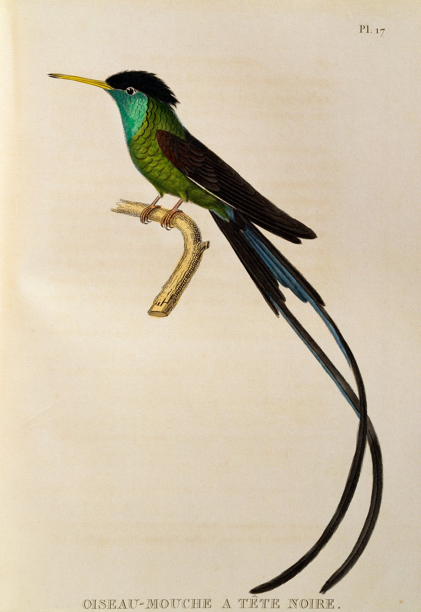 Cola de Serpiente de Pico Rojo (Trochilus polytmus), grabado de Les trochilidees ou les colibris et les oiseaux-mouches de René Primevère Lesson