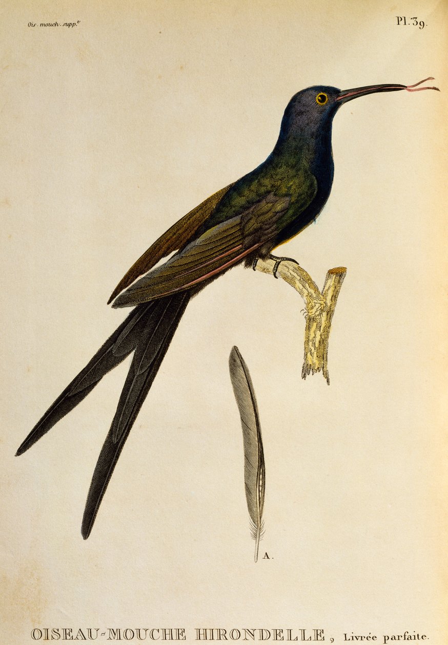Colibrí de cola de golondrina (Eupetomena macroura), grabado de Les trochilidees ou les colibris et les oiseaux-mouches de René Primevère Lesson