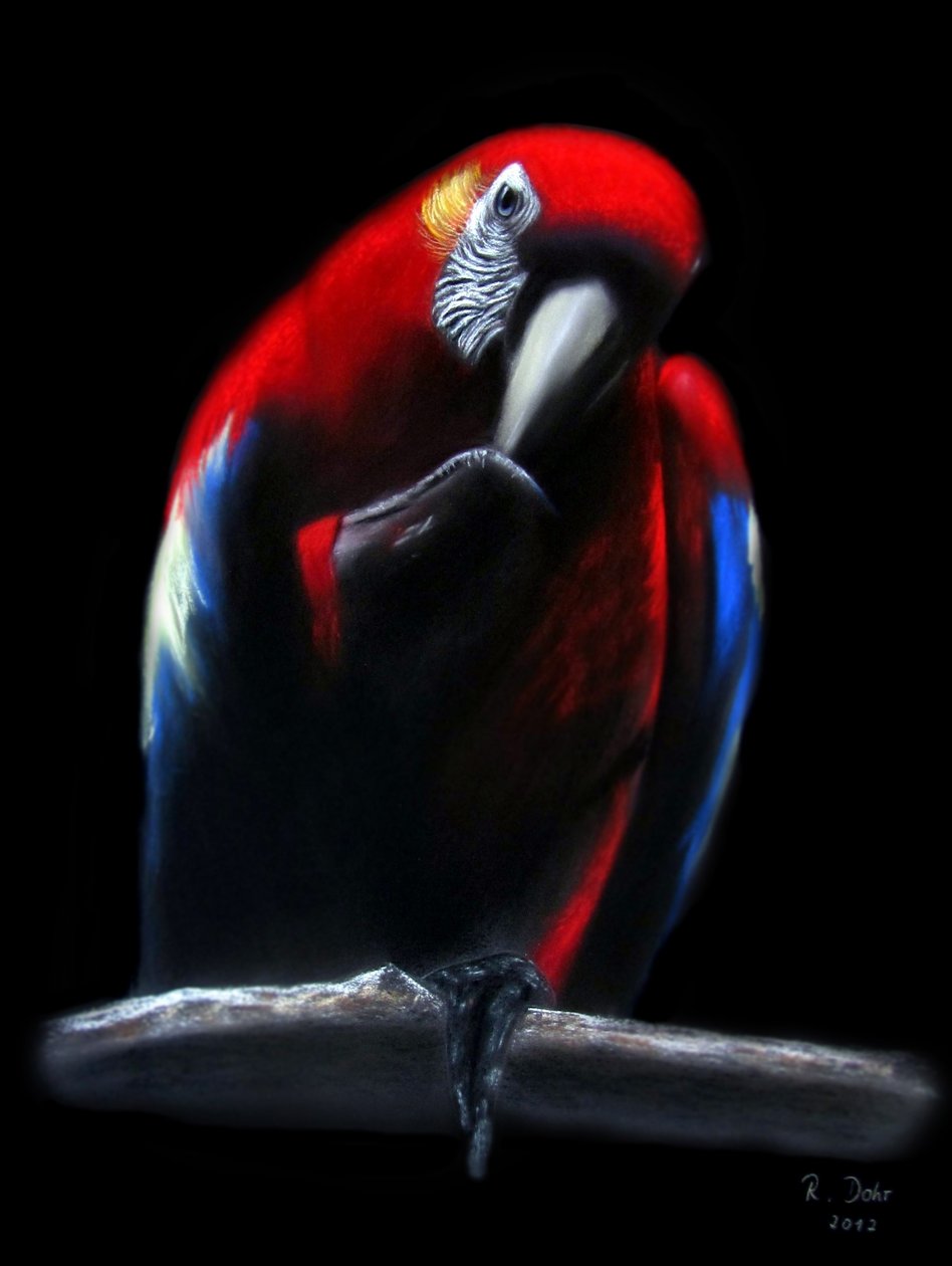 Loro de Renate Dohr