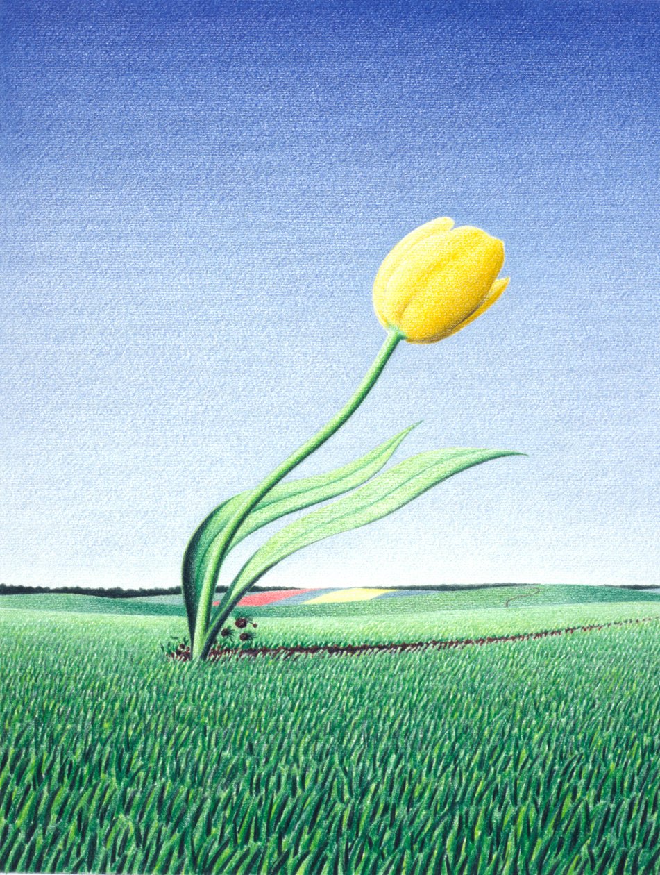 Tulipán rápido de Rene Boin