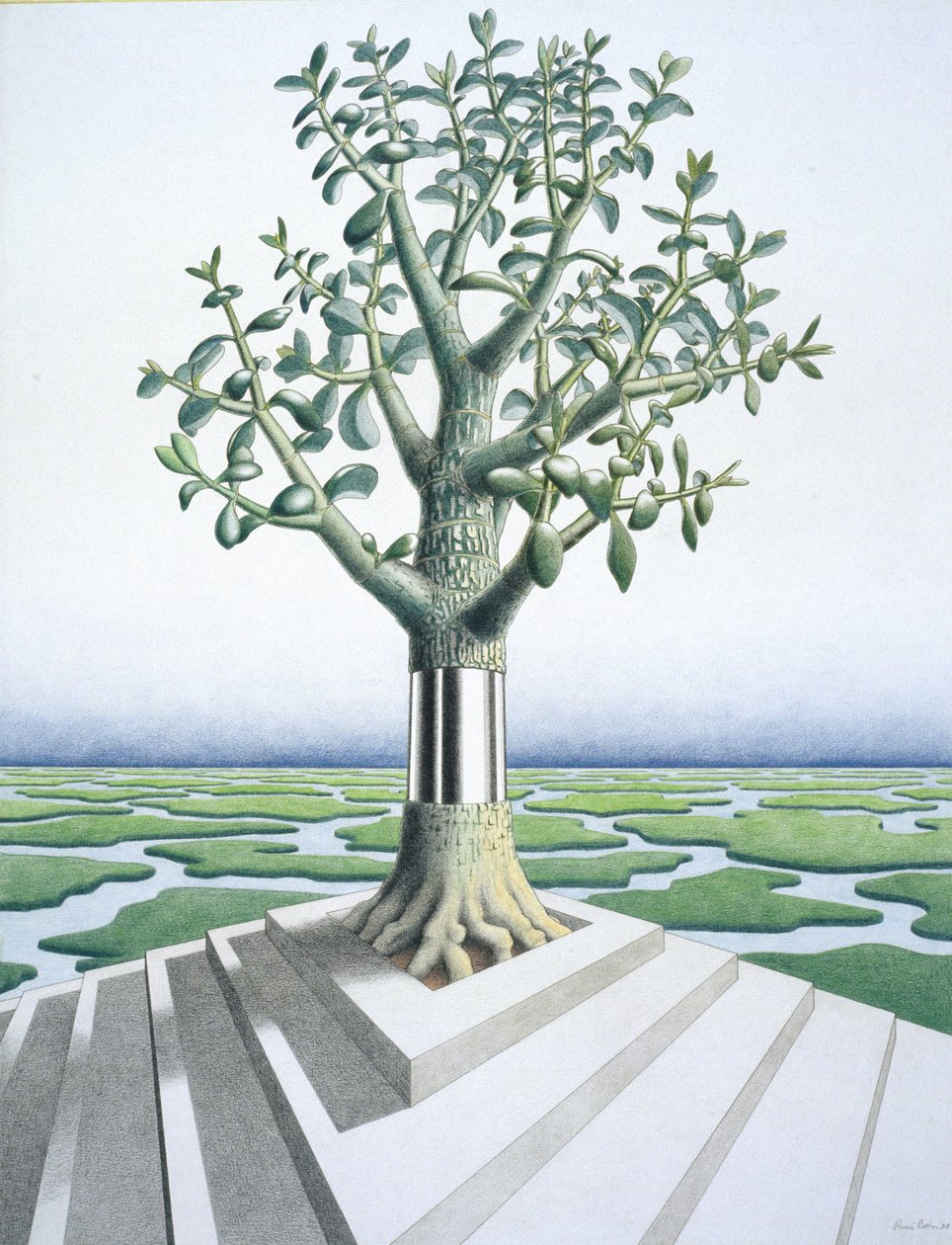 Suculentas de Rene Boin