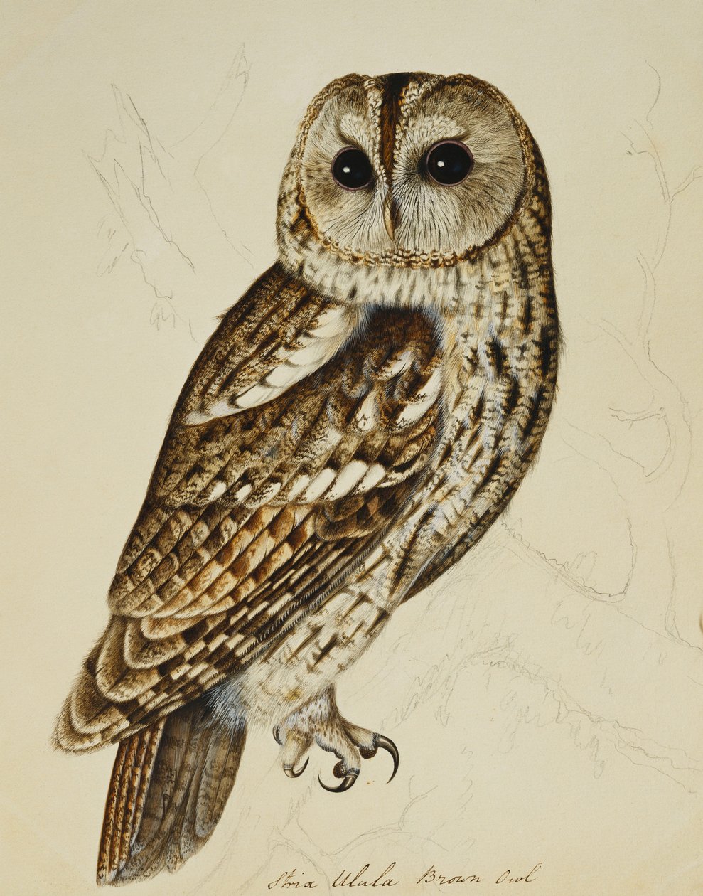 Búho pardo (Strix Ulula) de Rev. C. Atkinson