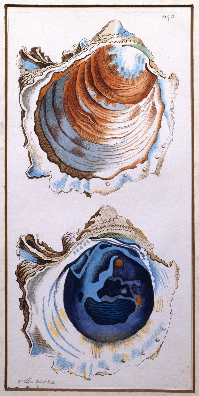 Concha de Ostra, publicada por Shaw, c.1790-1820 de Richard Polydore Nodder