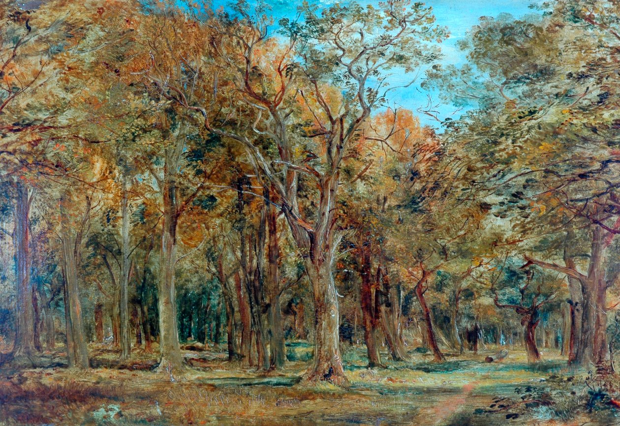 Bosque de Sherwood de Richard Sebastian Bond