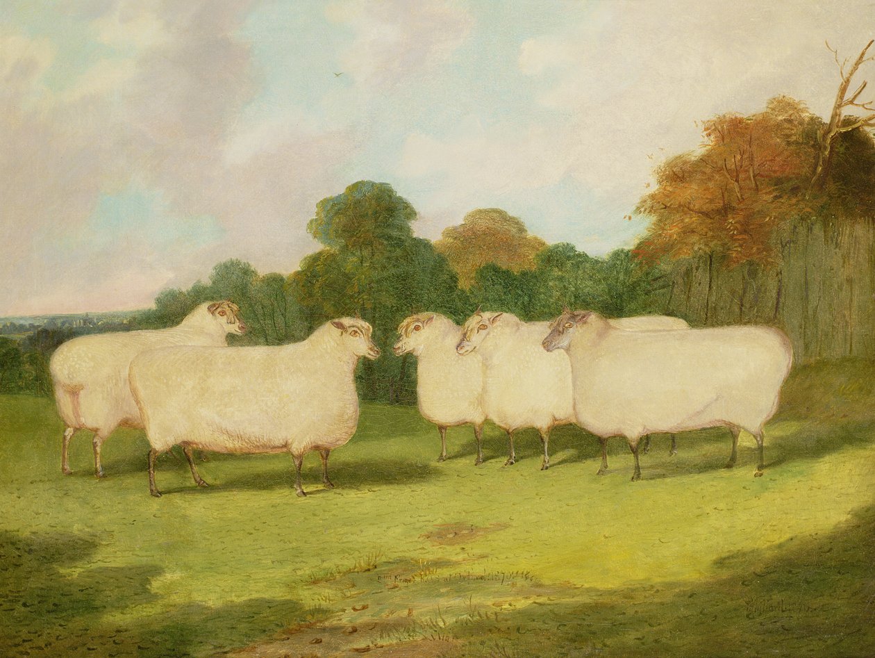 Estudio de ovejas en un paisaje de Richard Whitford