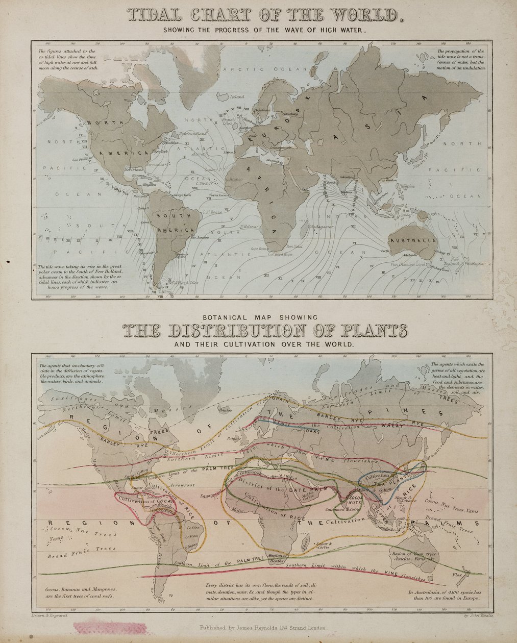Un gráfico de mareas y un mapa de la distribución de plantas en el mundo, c 1850 de John Pardon
