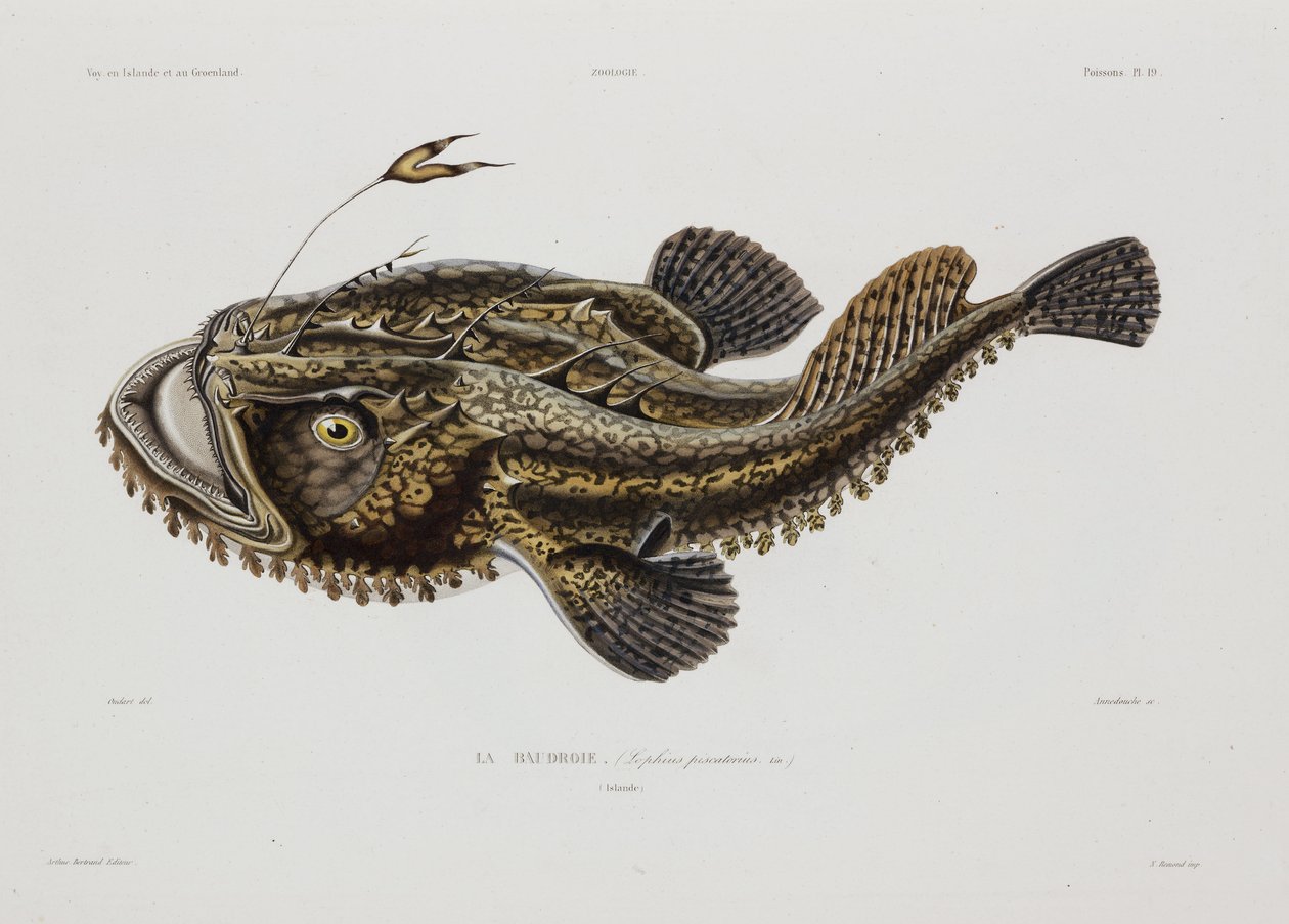 Pez pescador, Islandia, principios del siglo XIX de John Pardon