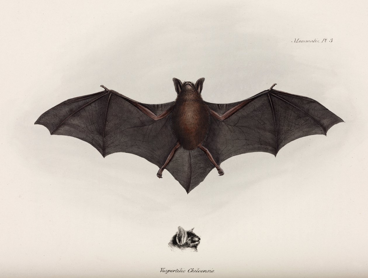 Murciélago, América del Sur, c. 1832-1836 de John Pardon