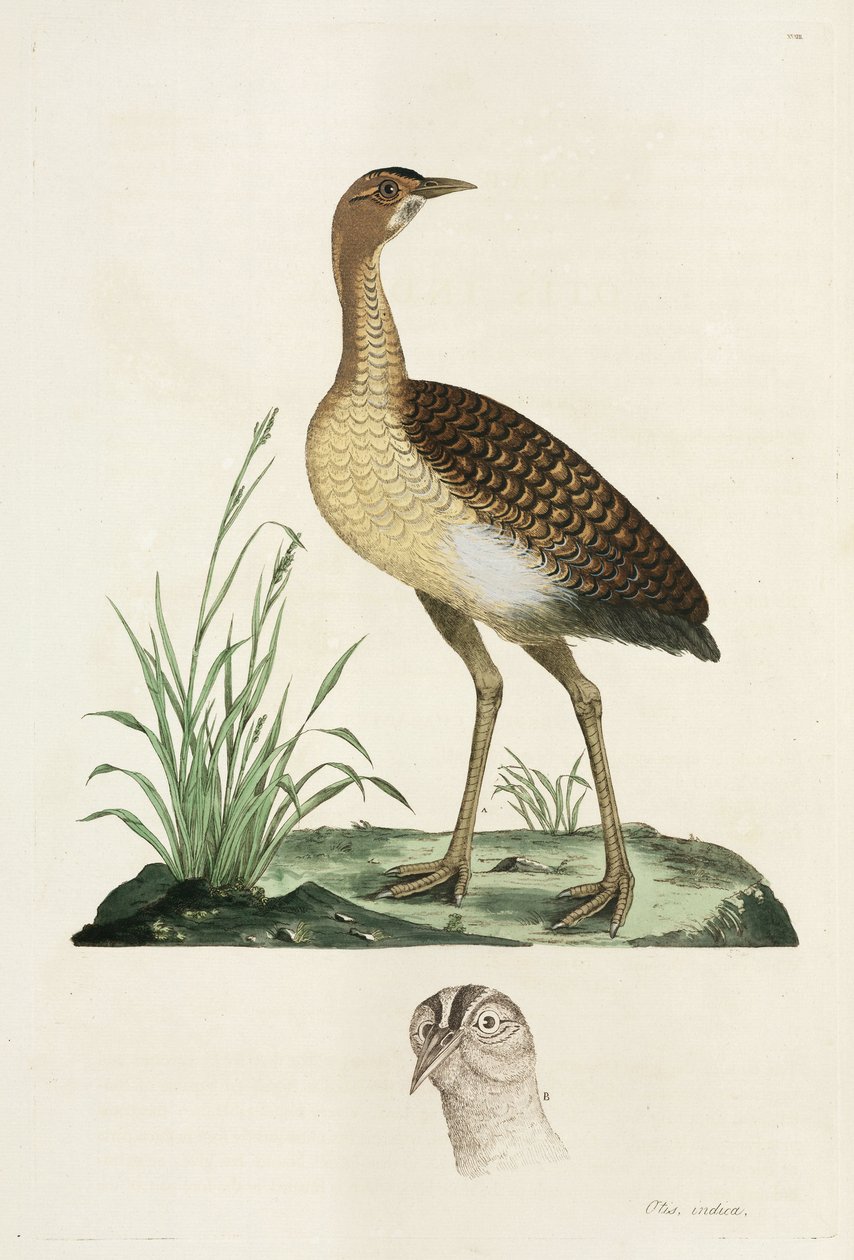 Avutarda de John Pardon