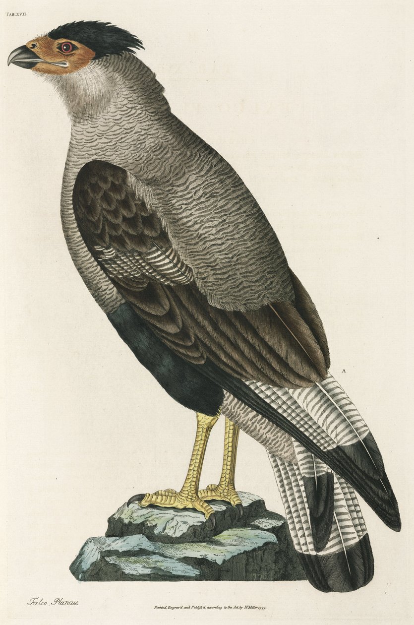 Caracara crestado de John Pardon
