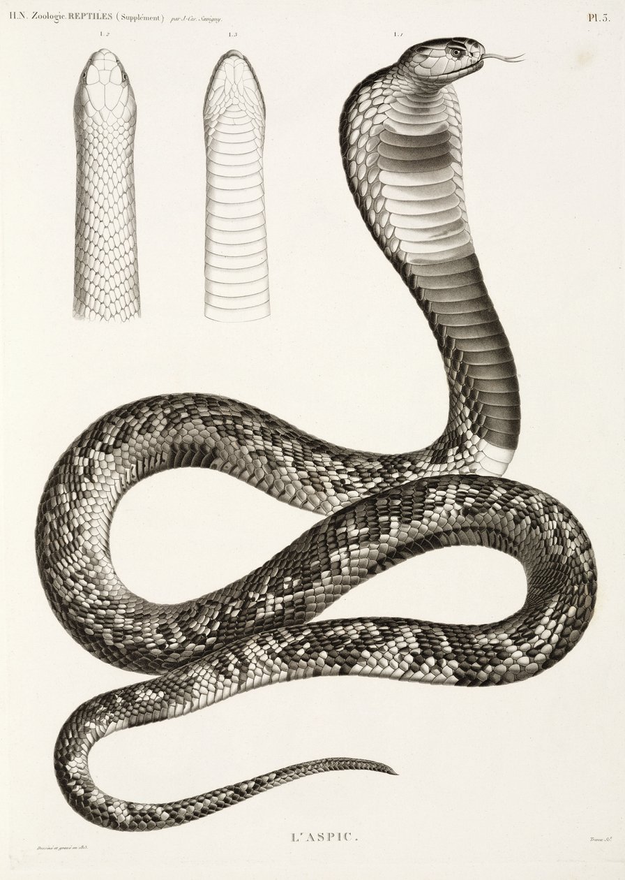 Cobra egipcia de John Pardon