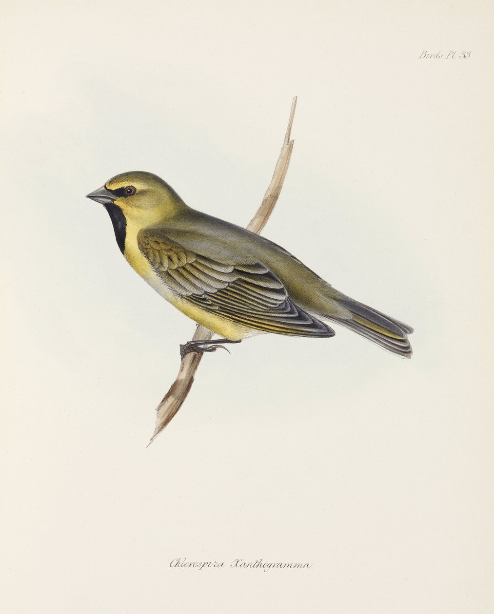 Pinzón, c. 1832-1836 de John Pardon