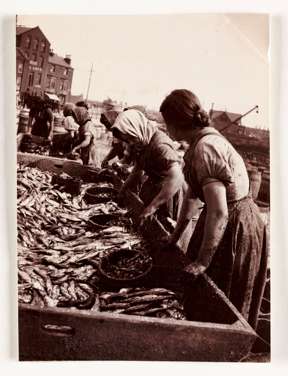 Pesca, mujeres pescadoras clasificando pescado, puerto de Whitby, North Yorkshire, c. 1905 de John Pardon