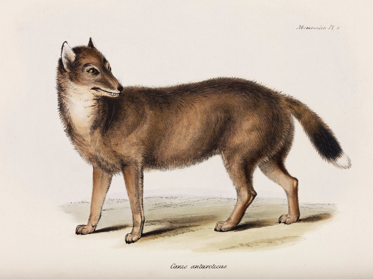 Zorro, Islas Malvinas, c. 1832-1836 de John Pardon