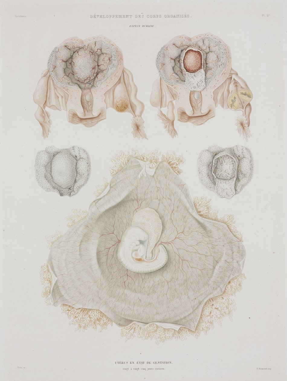 Ginecología útero humano con embrión, c. 1847-1859 de John Pardon