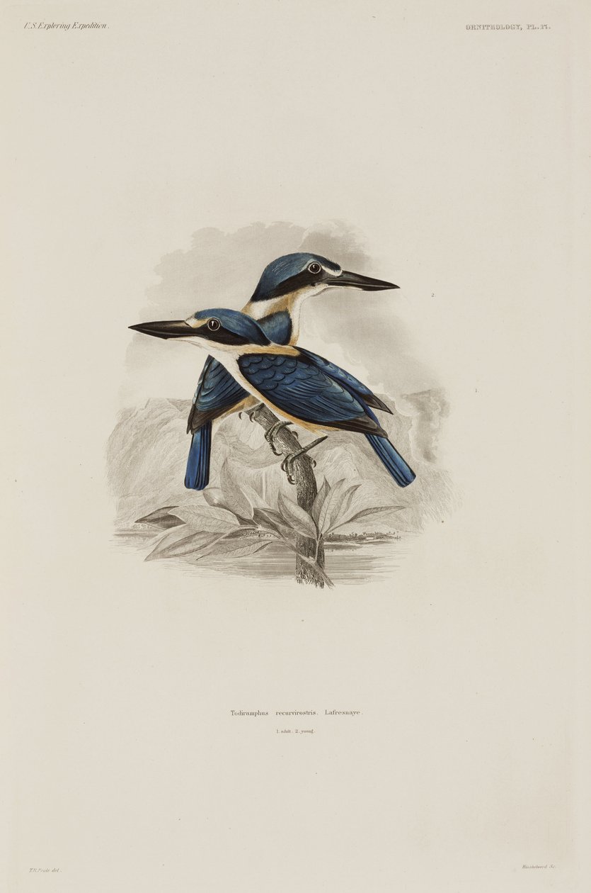 Martines pescadores, Samoa de John Pardon
