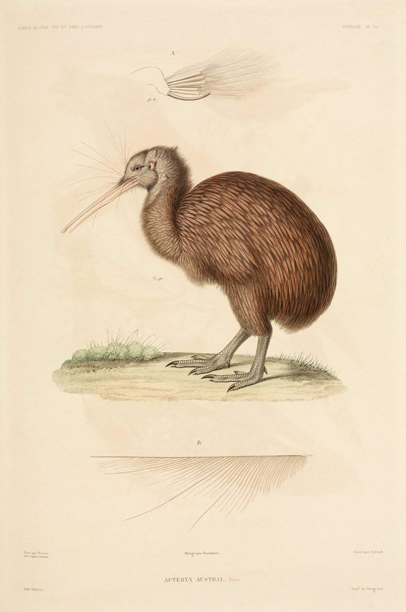 Kiwi, Nueva Zelanda de John Pardon