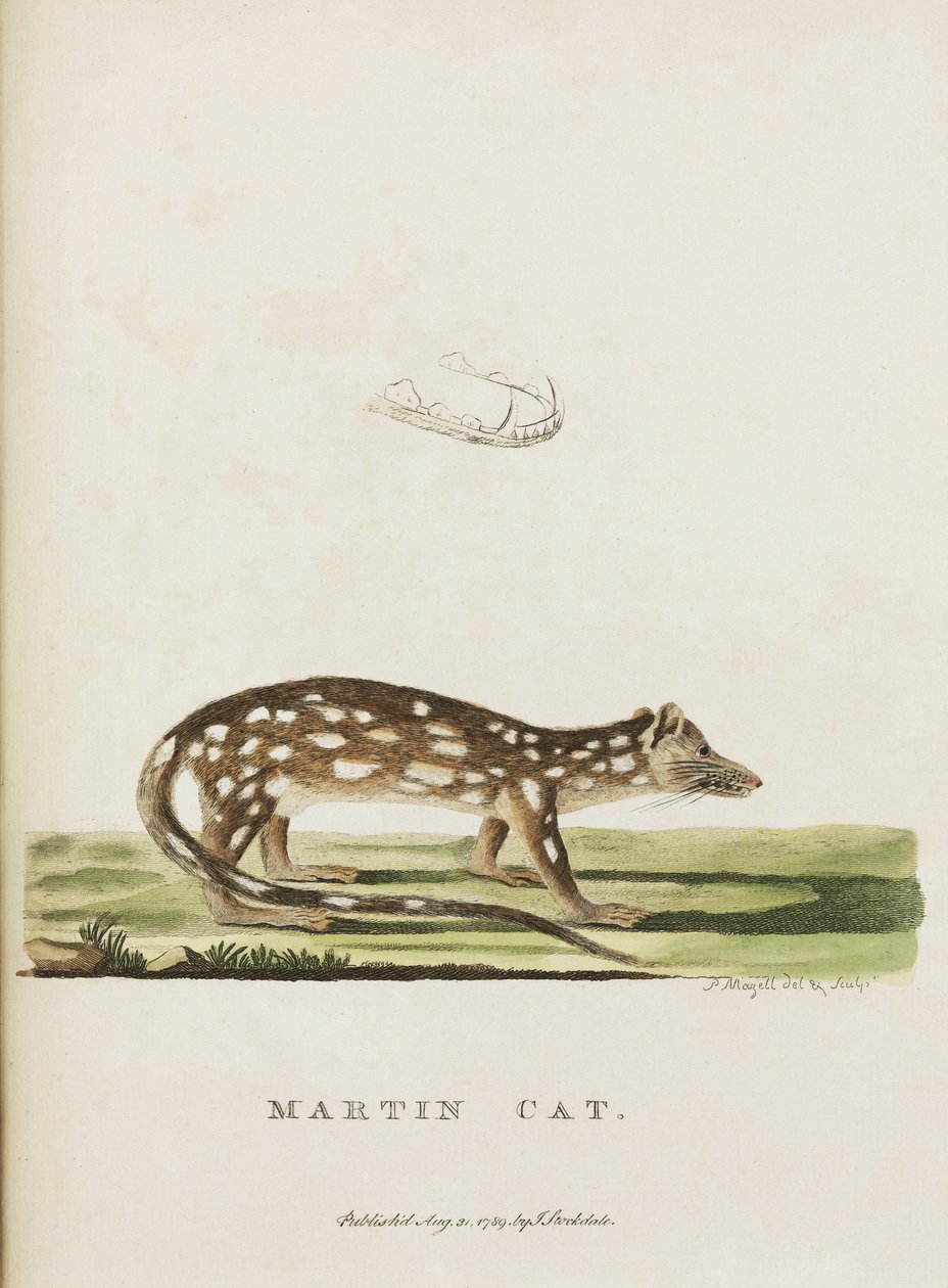 Gato Martin, Australia, c. 1788 de John Pardon