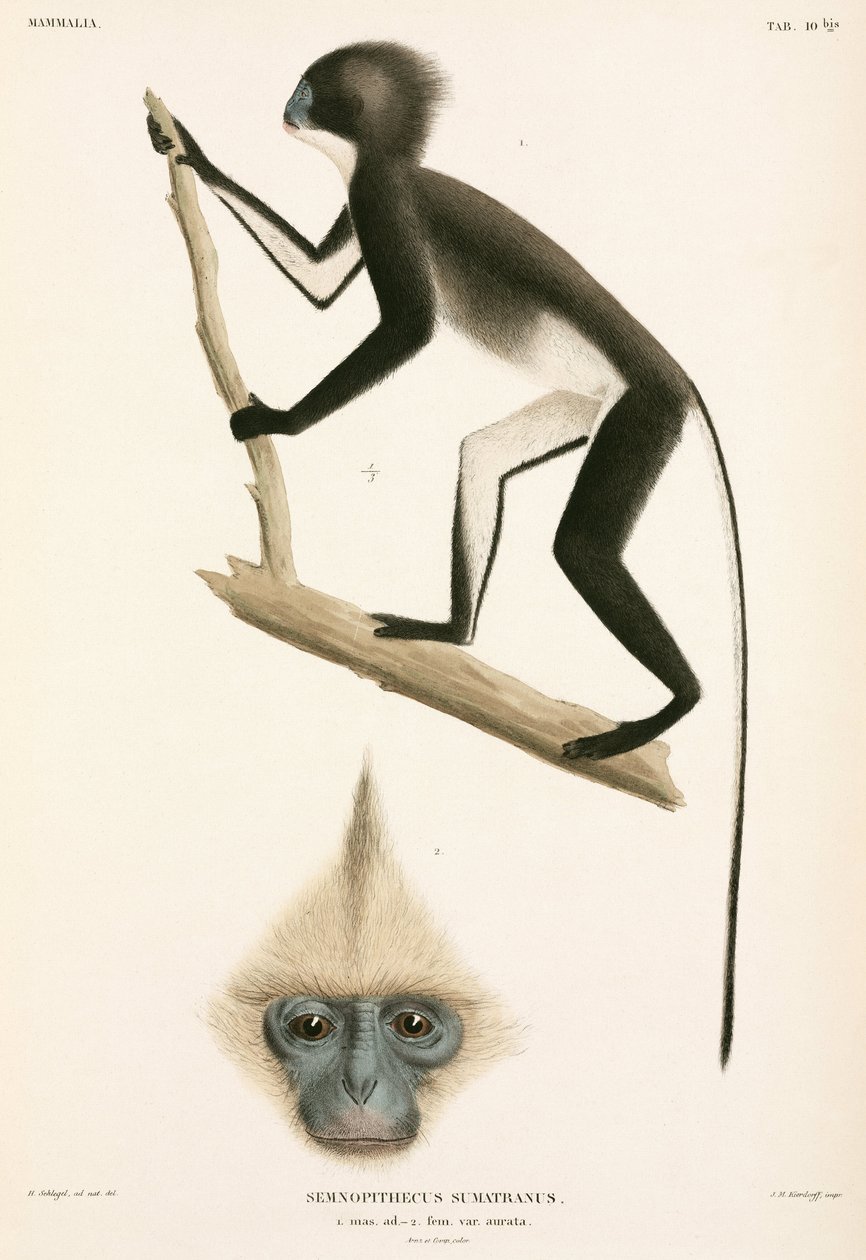 Monos, Sumatra, Indonesia de John Pardon