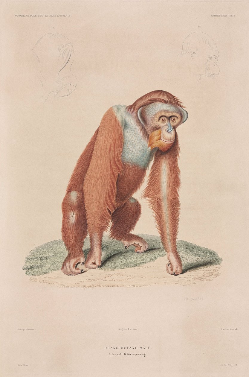 Orangután, Indonesia de John Pardon