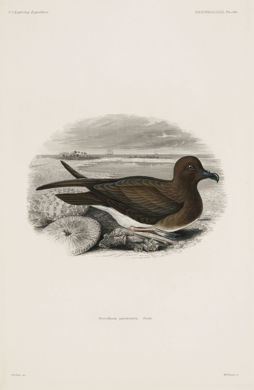 Petrel de John Pardon