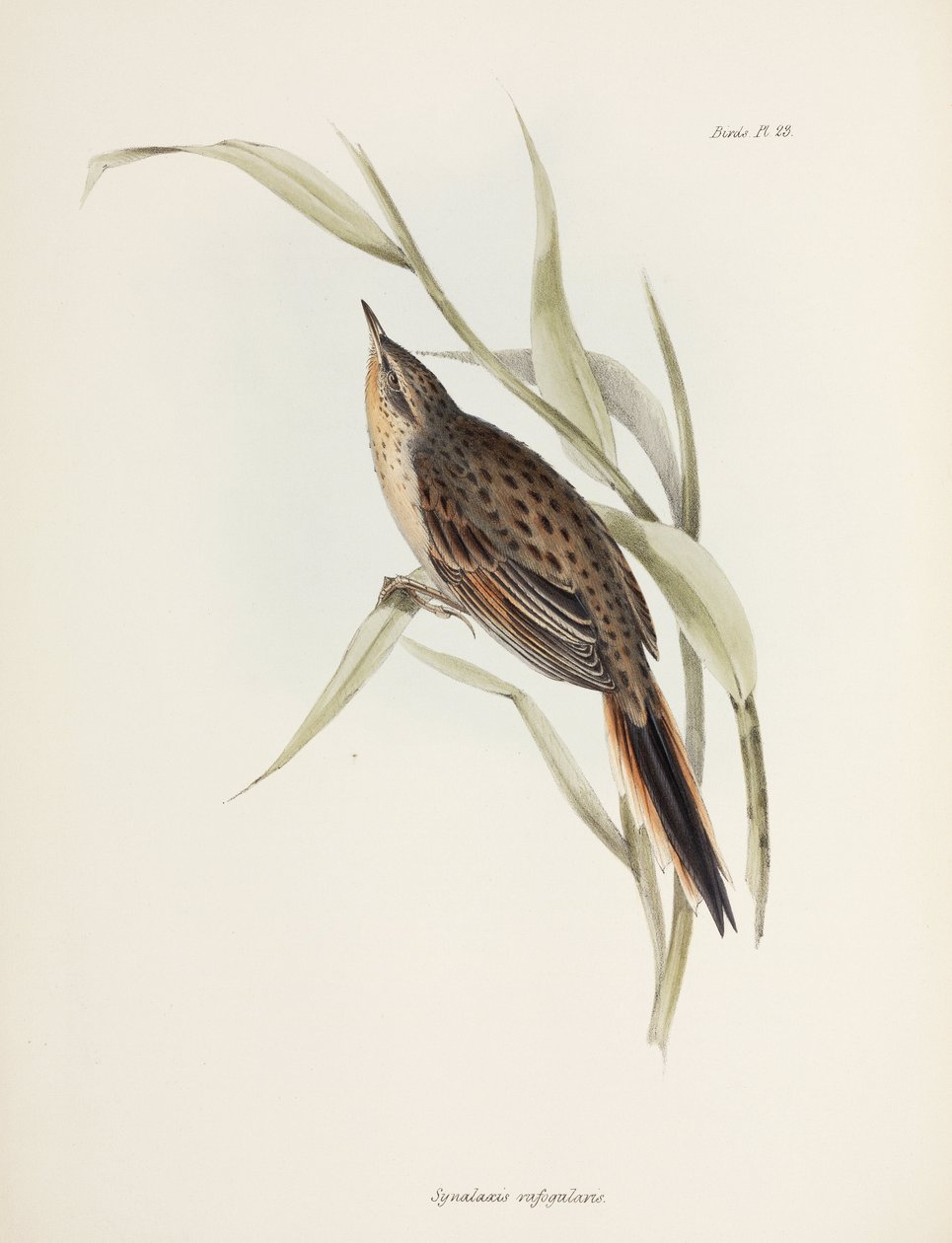 Colaespina, América del Sur, c. 1832-1836 de John Pardon