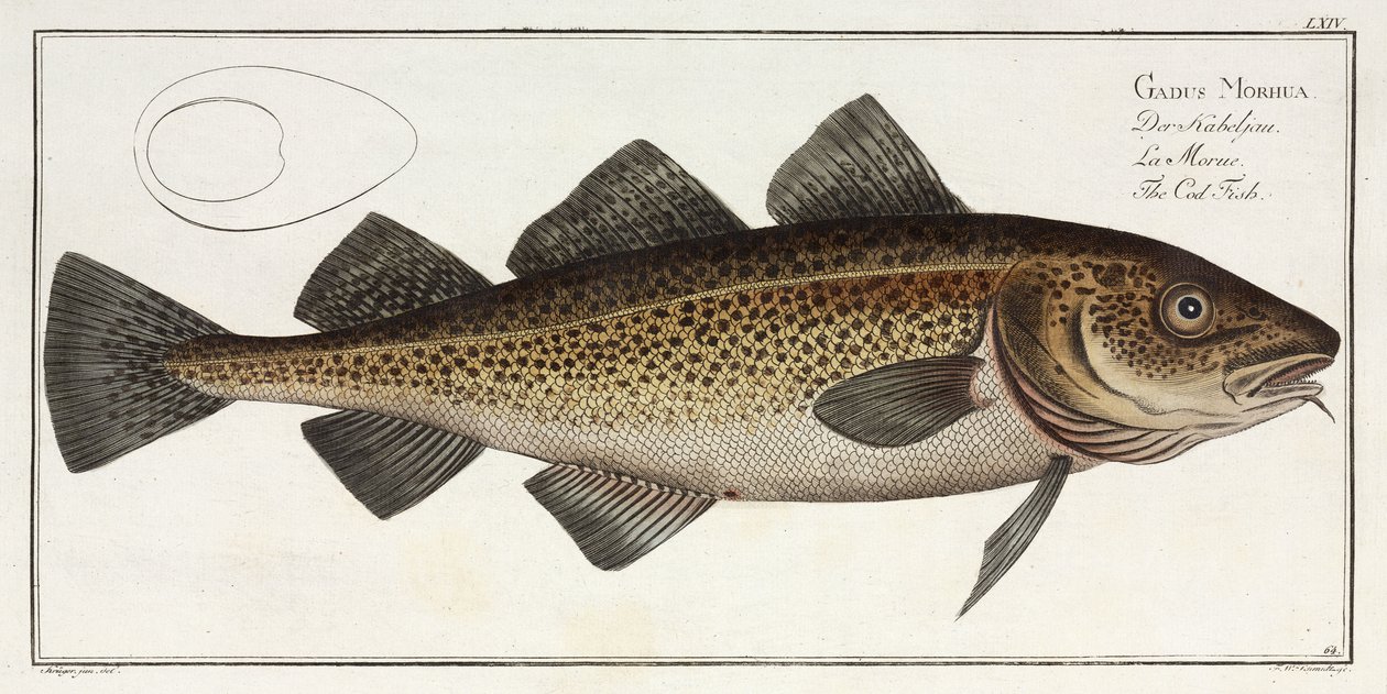 El Bacalao de John Pardon