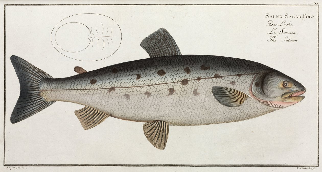 El Salmón de John Pardon