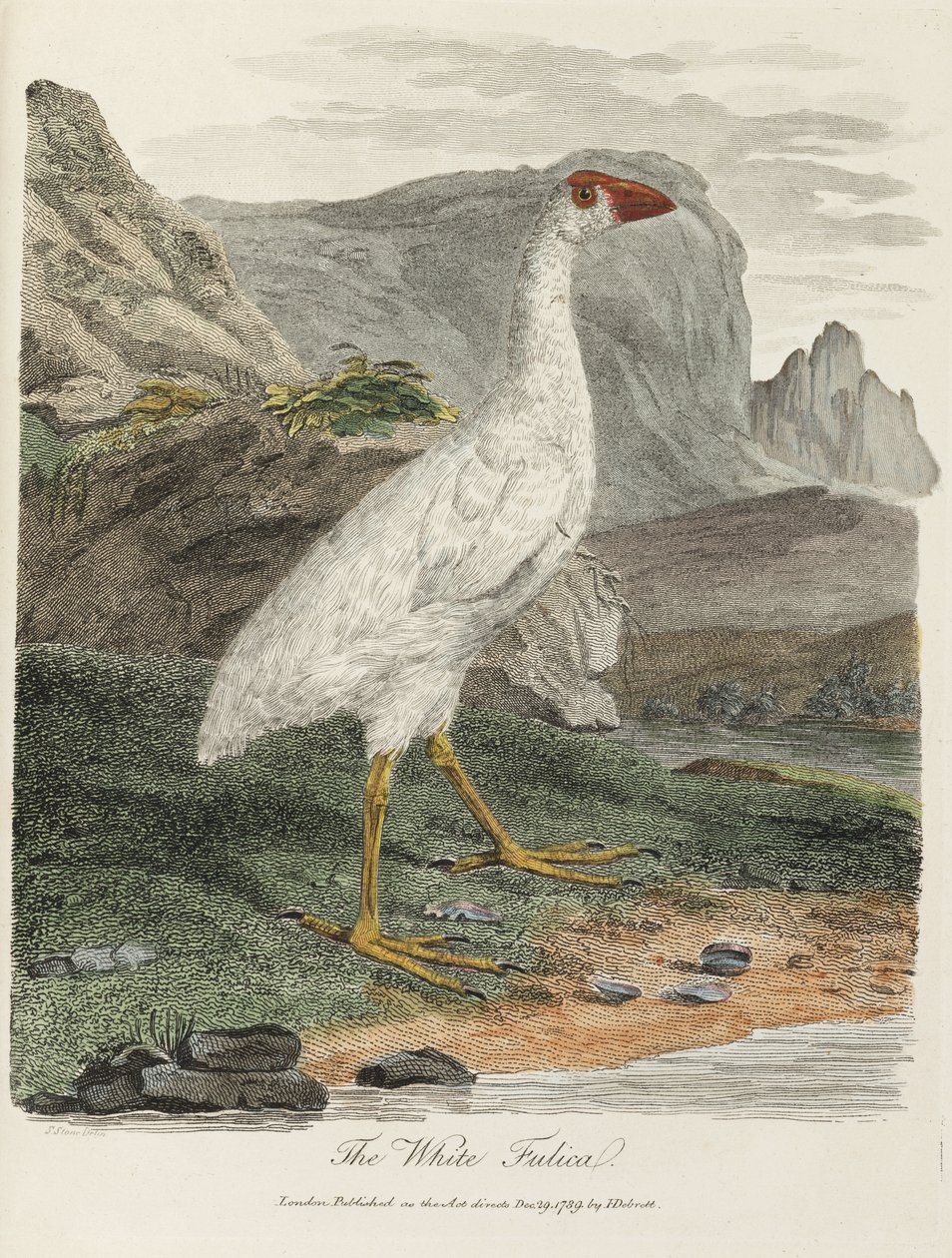 La Fulica Blanca de John Pardon