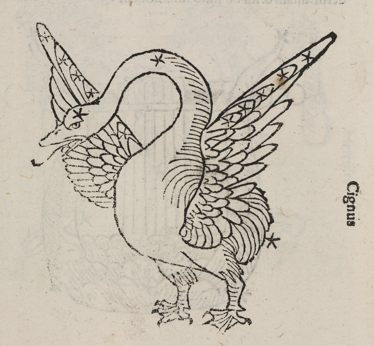 La constelación de Cisne de John Pardon