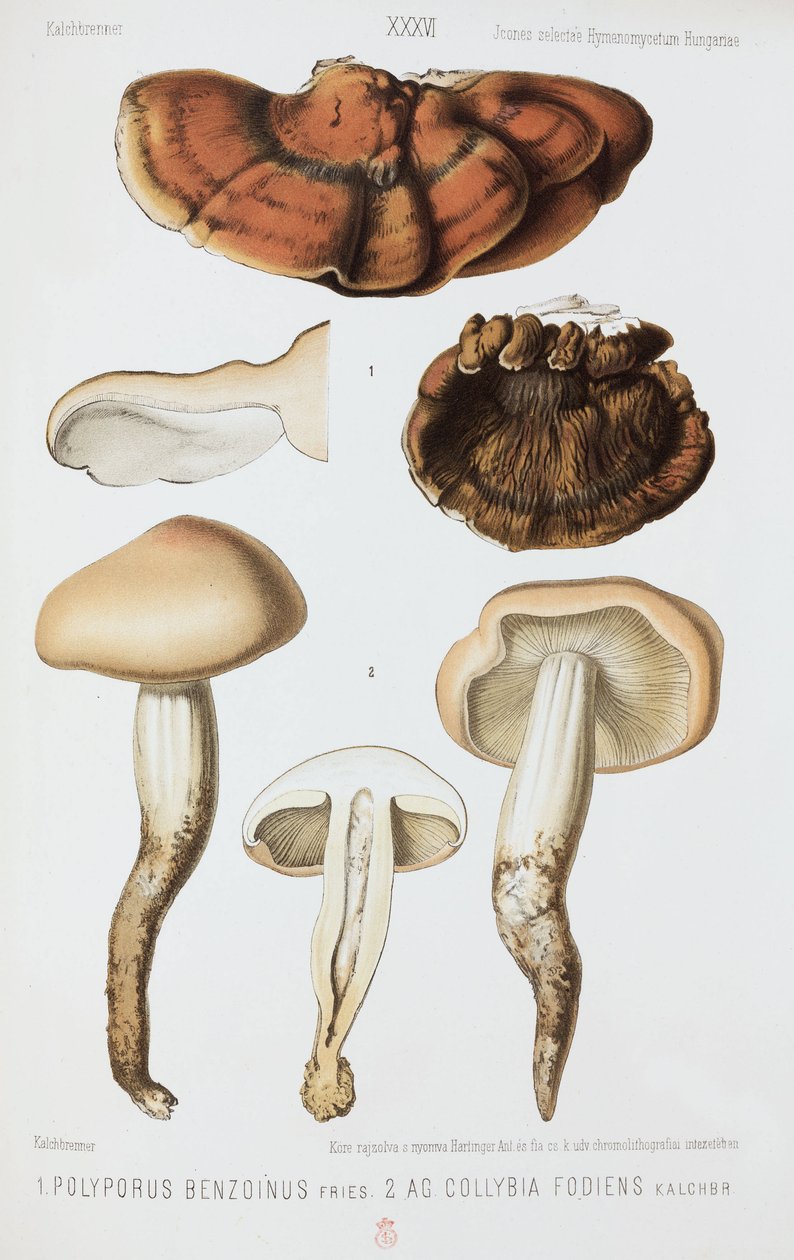 Dos tipos de hongos, c. 1874 de John Pardon