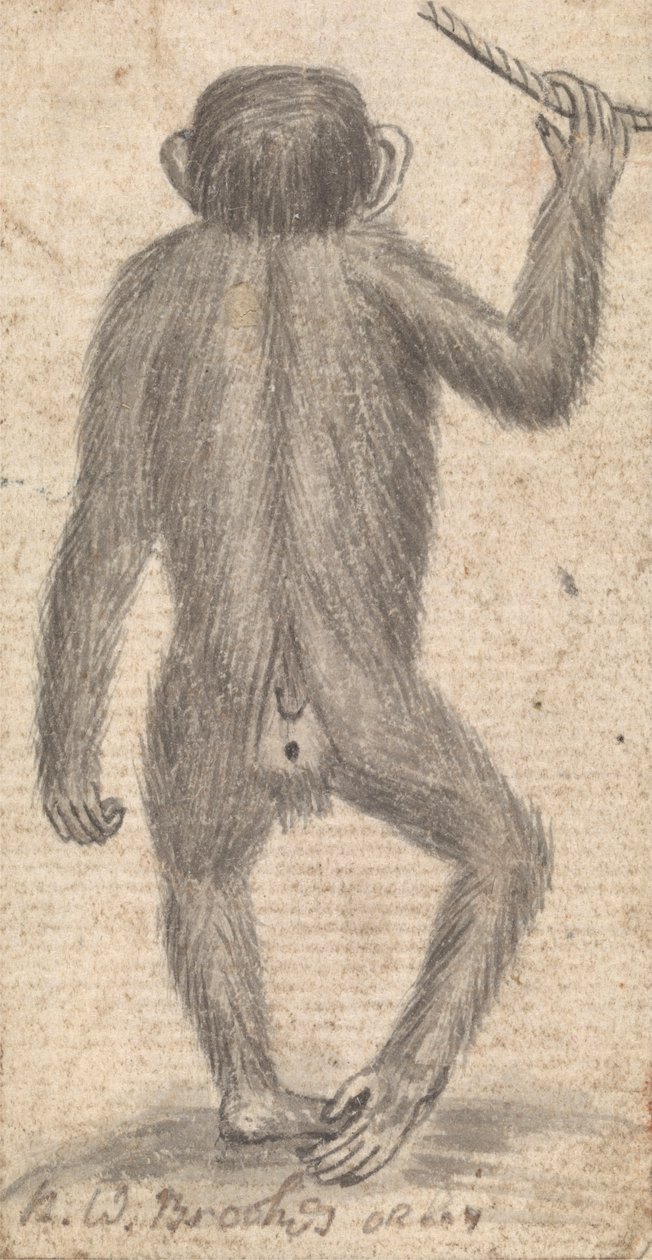 Monos (uno de tres en una montura) de Richard Brookes