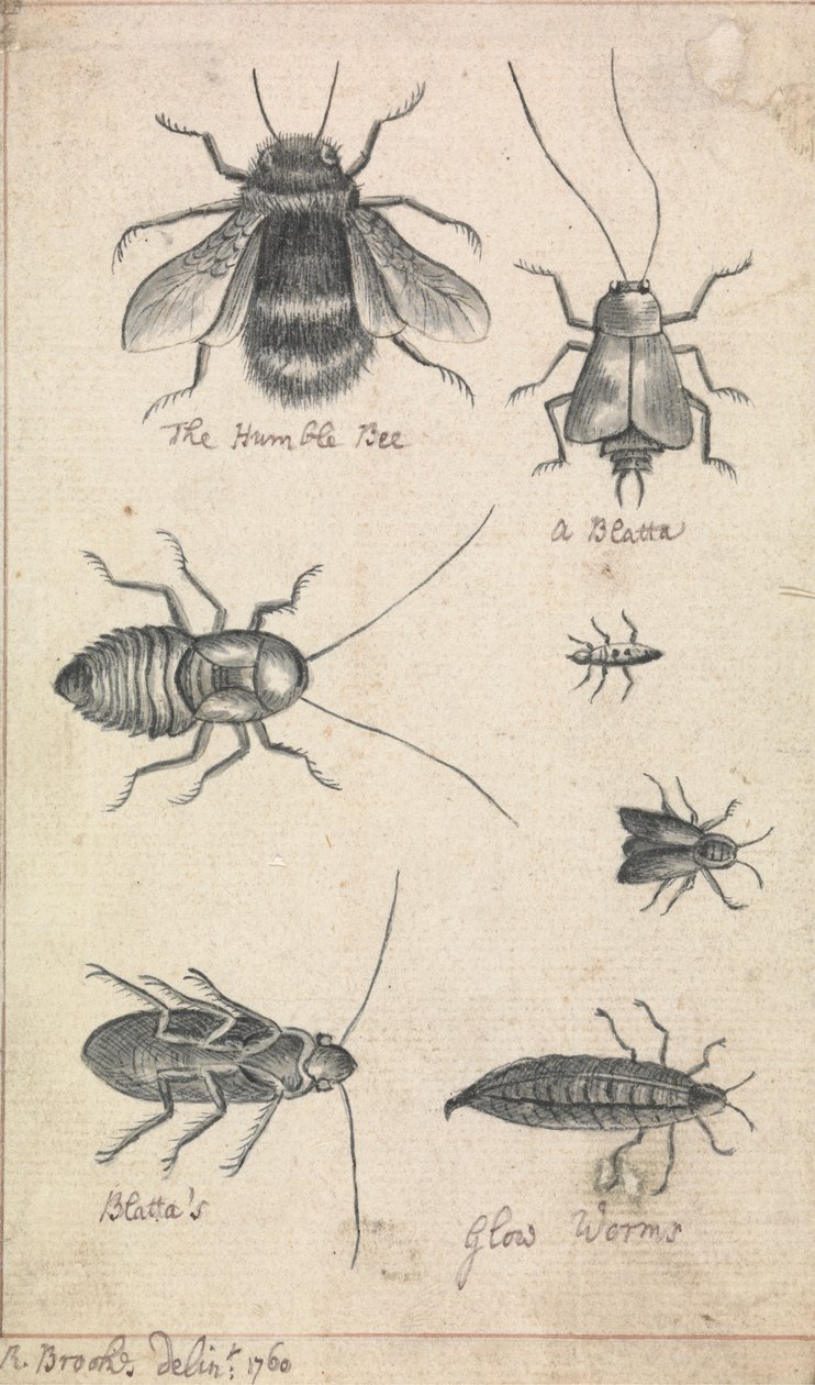 La humilde abeja y los insectos de Richard Brookes