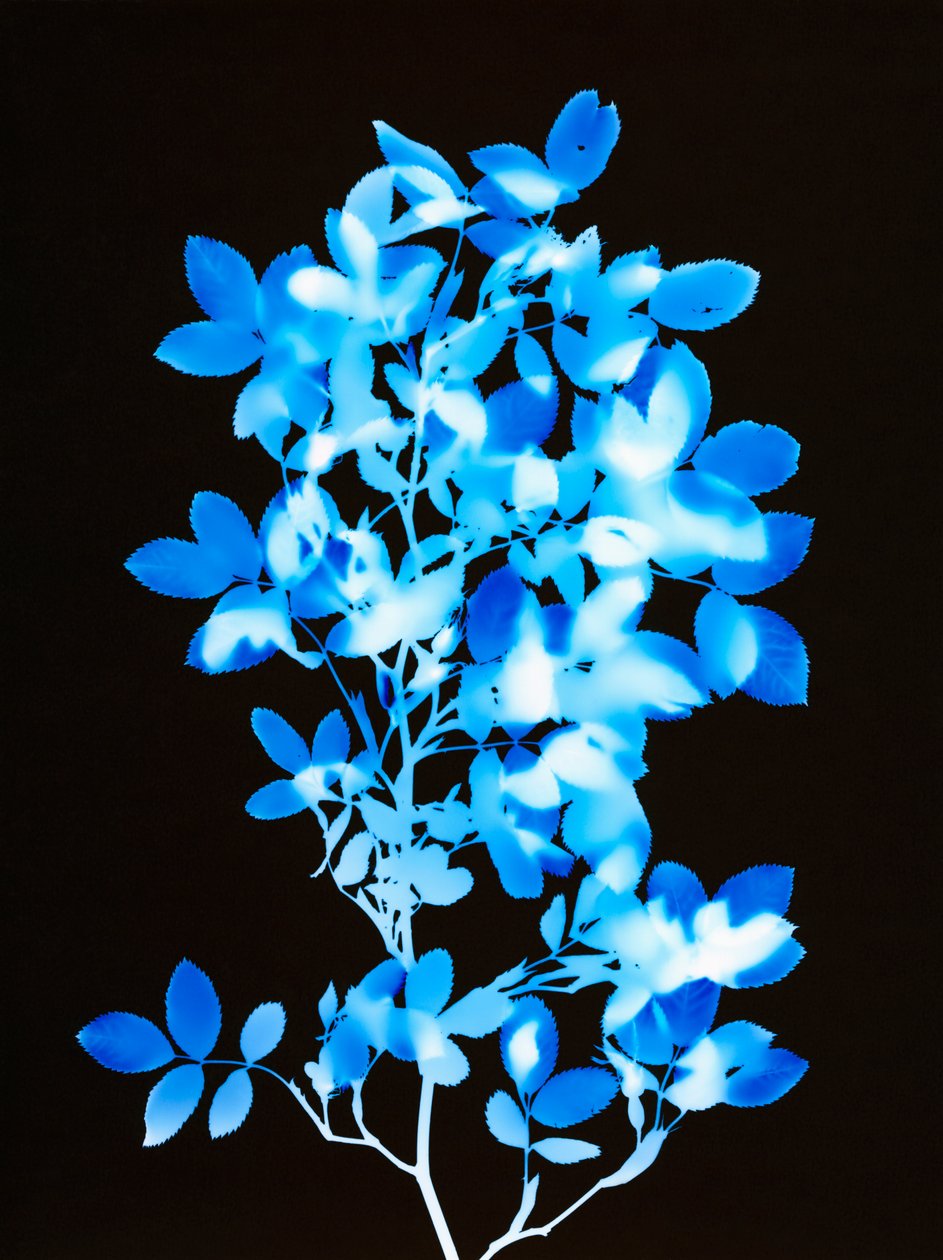 Sin título, 2008 de Richard Green