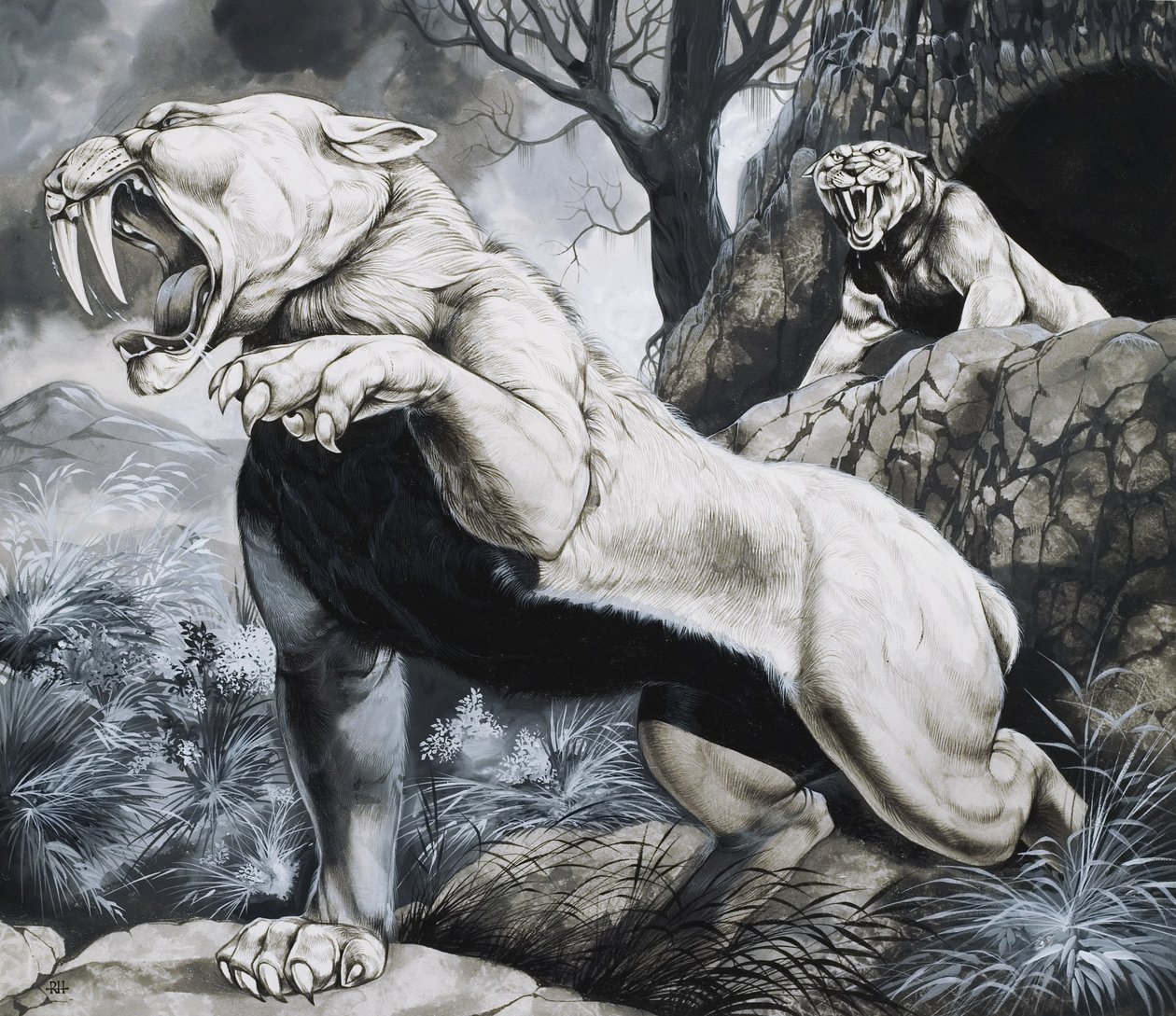 Tigres dientes de sable (gouache sobre papel) de Richard Hook