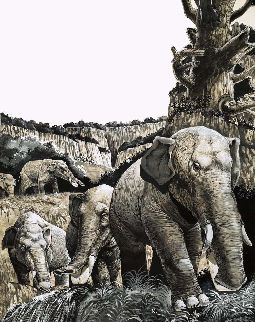 El extraño Amebelodon de Richard Hook