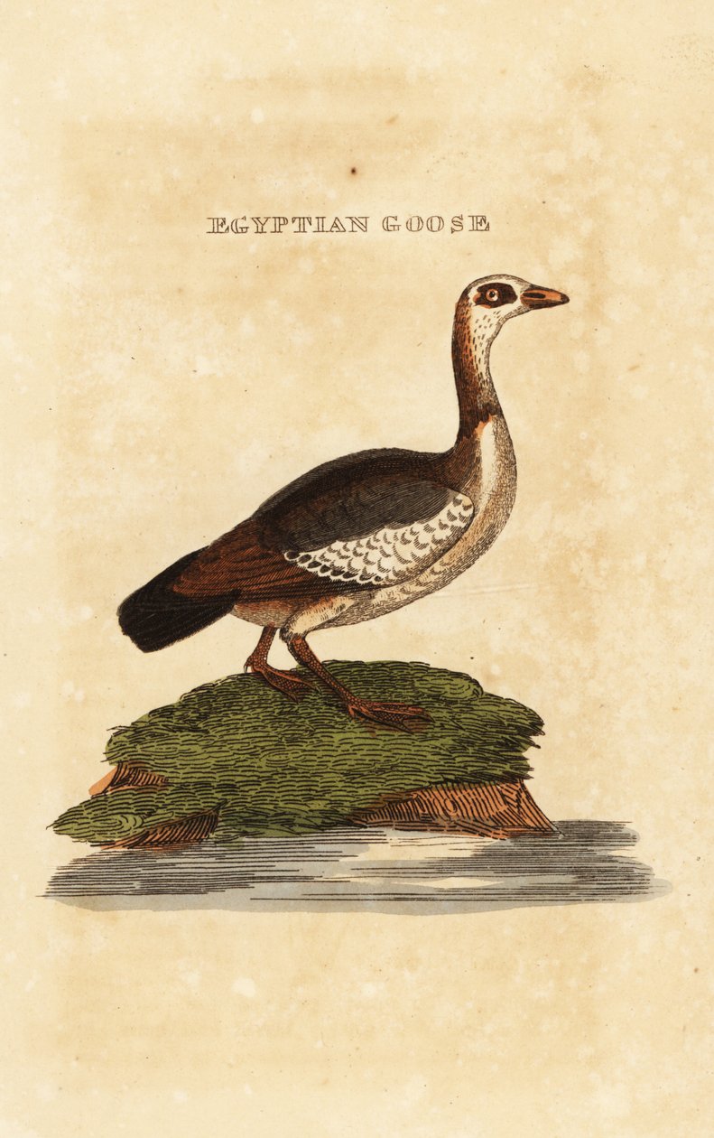 Ganso egipcio, Alopochen aegyptiaca de Richard Polydore (after) Nodder