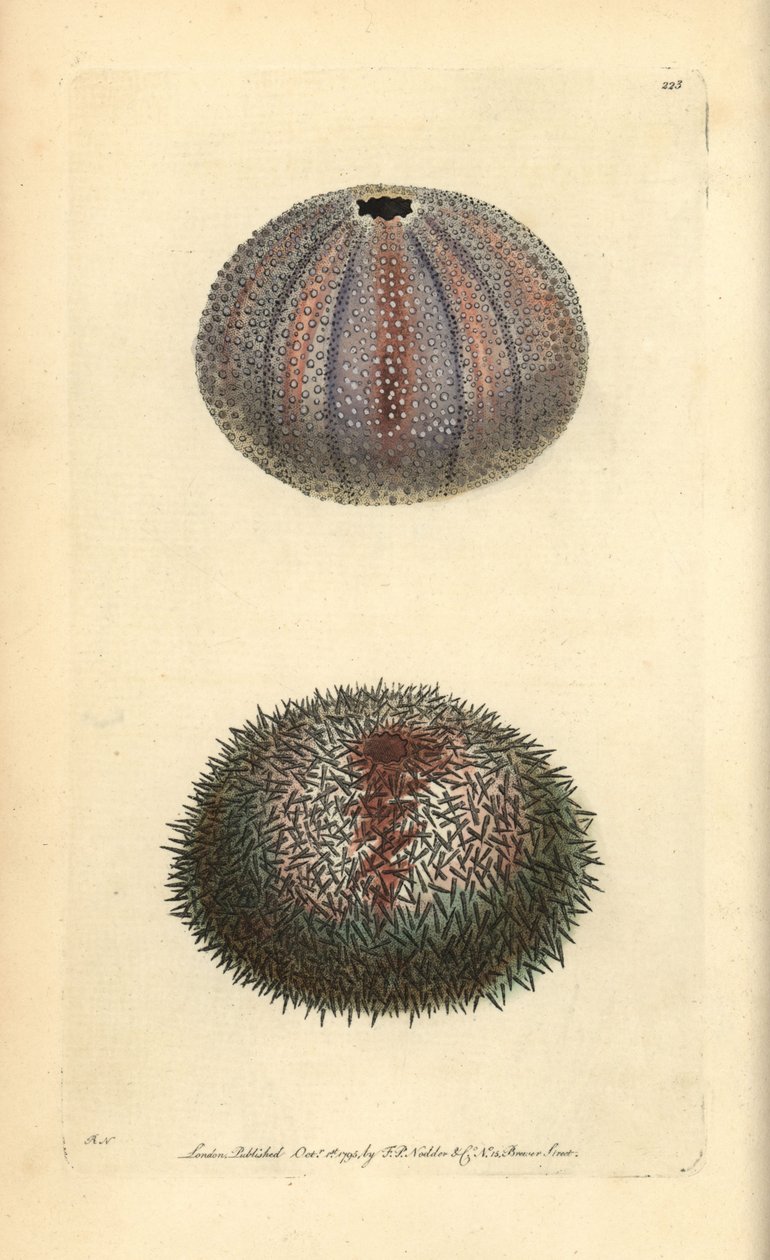 Erizo de mar comestible, Echinus esculentus, de George Shaw y Frederick Nodder