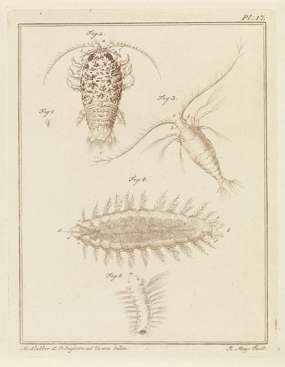 Cochinilla de ágata, copépodo y gusano de cerdas de Robbert Muys