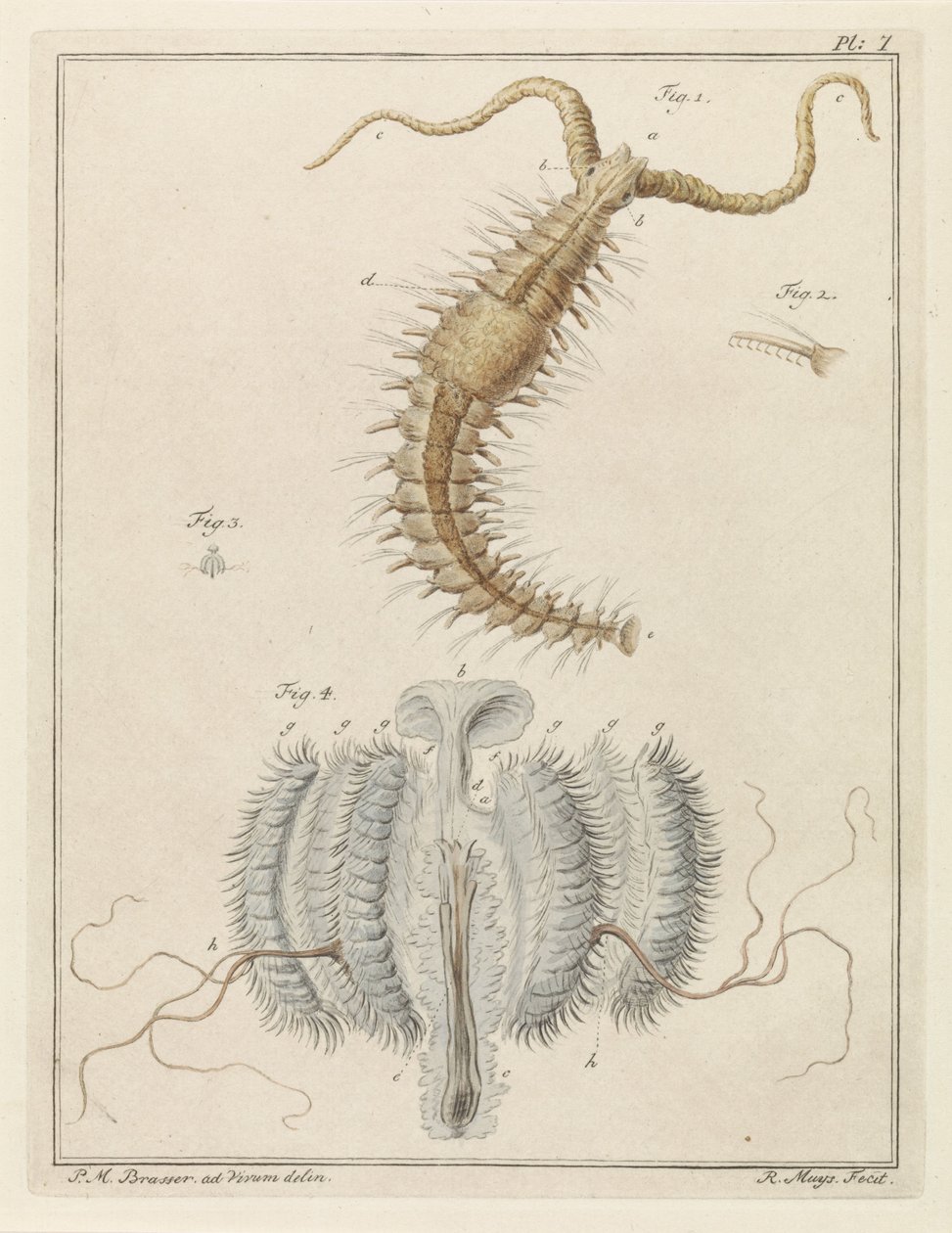 Gusano volante y medusa de costilla de Robbert Muys
