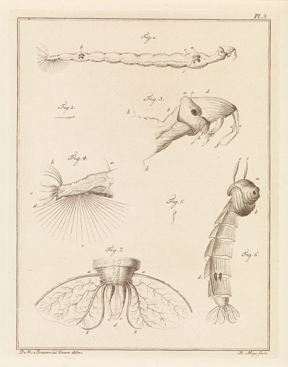 Larva de mosquito emplumada de Robbert Muys
