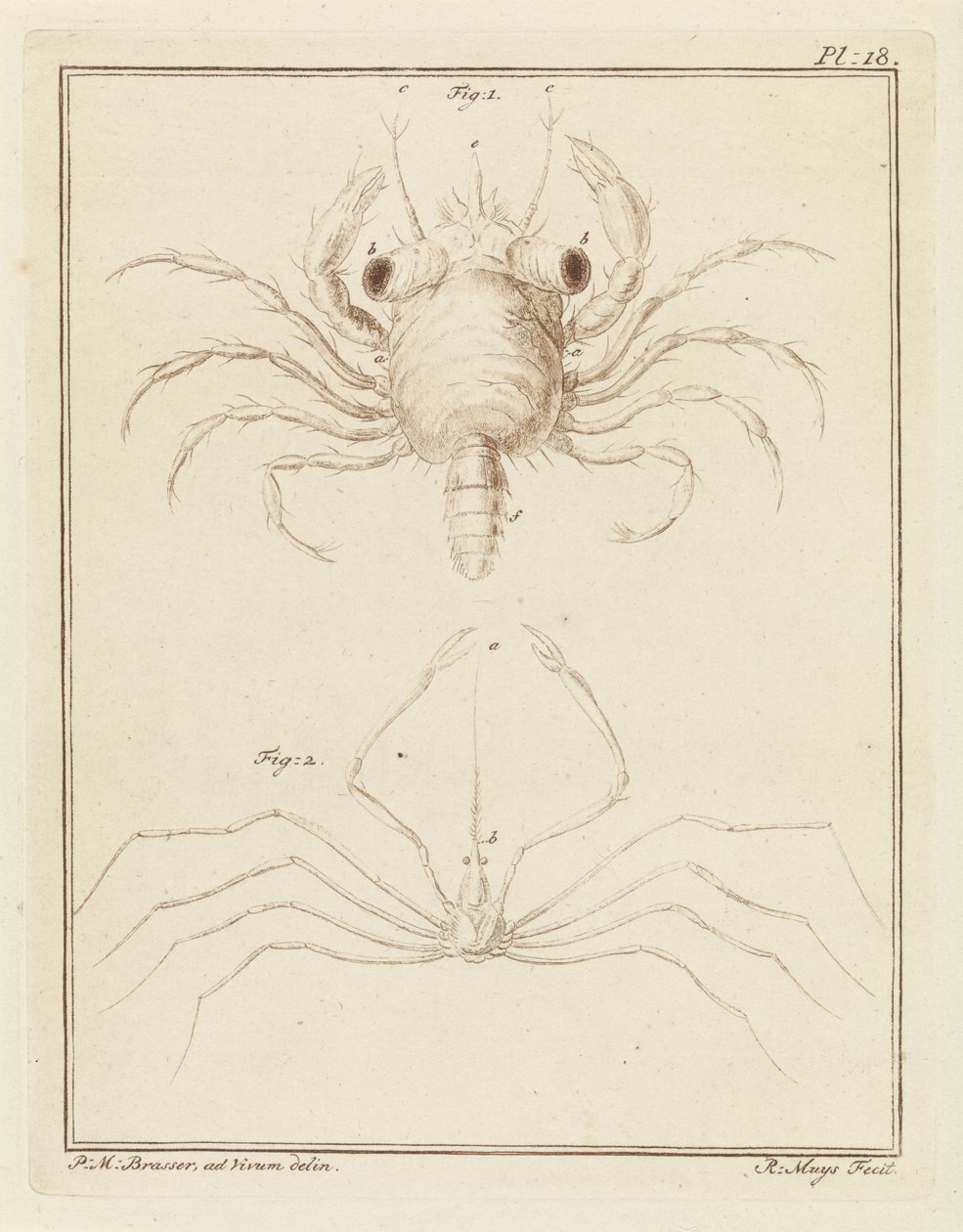 Cangrejo de playa y una especie de cangrejo flecha de Robbert Muys