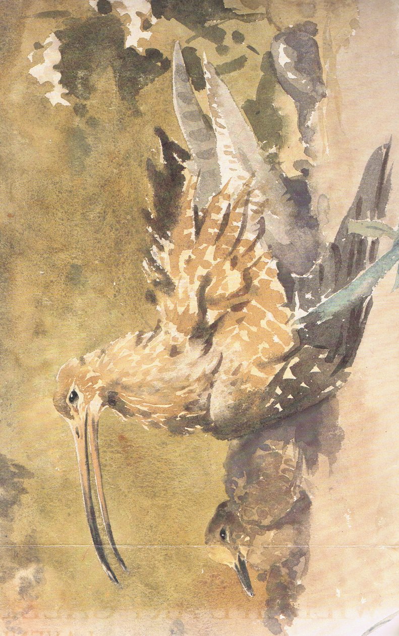 Zarapito y crías de Robert George Talbot Kelly