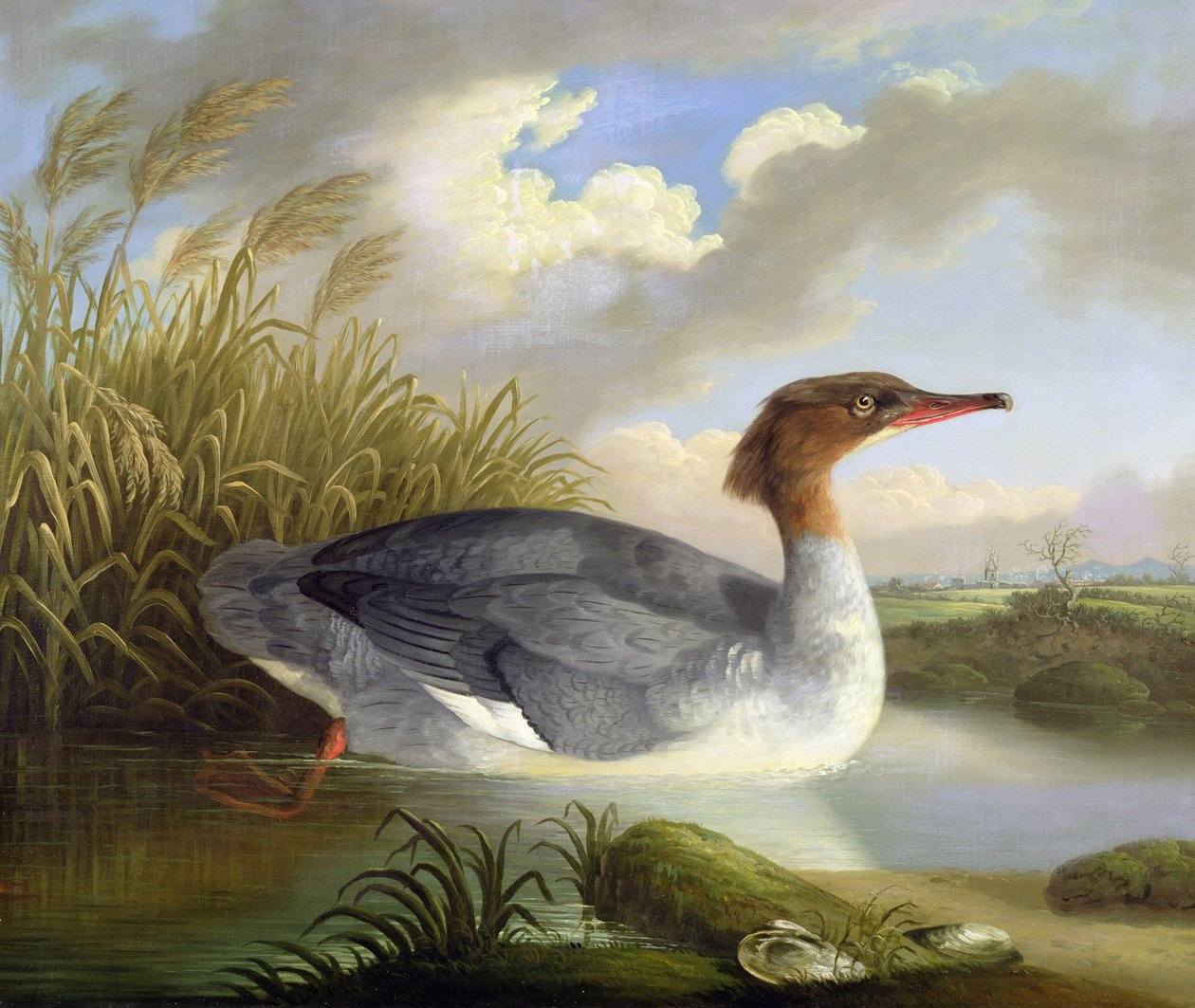 Un buceador (Serreta grande) de Robert Wilkinson Padley