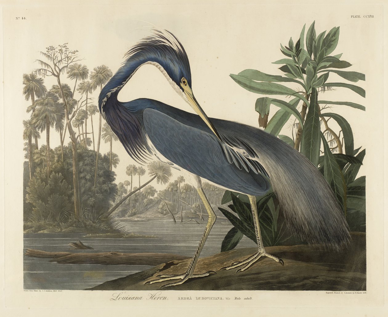 Garza de Luisiana, 1834 de Robert the Younger Havell