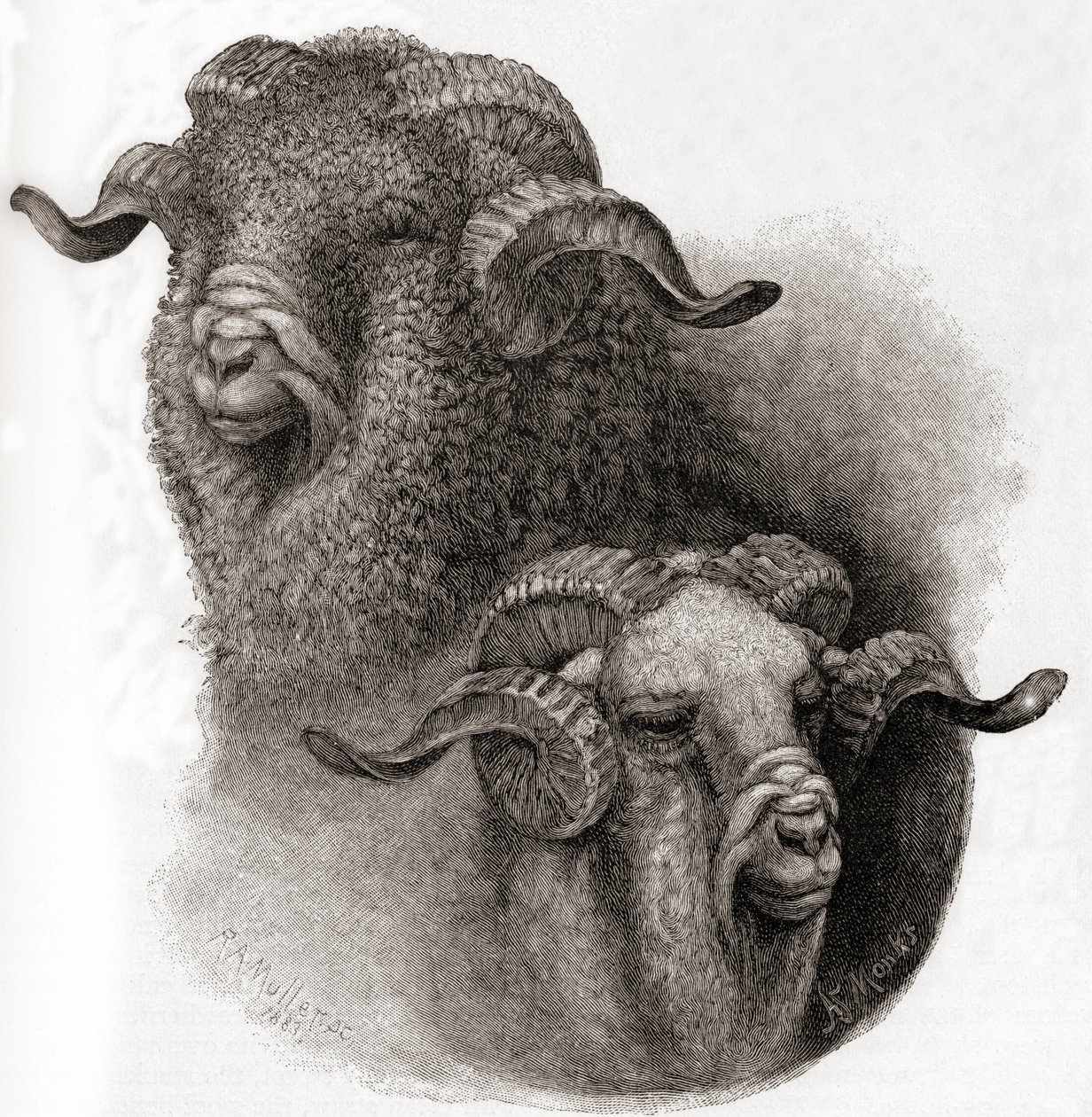 Cabeza de carnero Merino comparada antes y después de esquilar, de The Century Illustrated Monthly Magazine, publicado en 1884 de Robert Antoine Muller