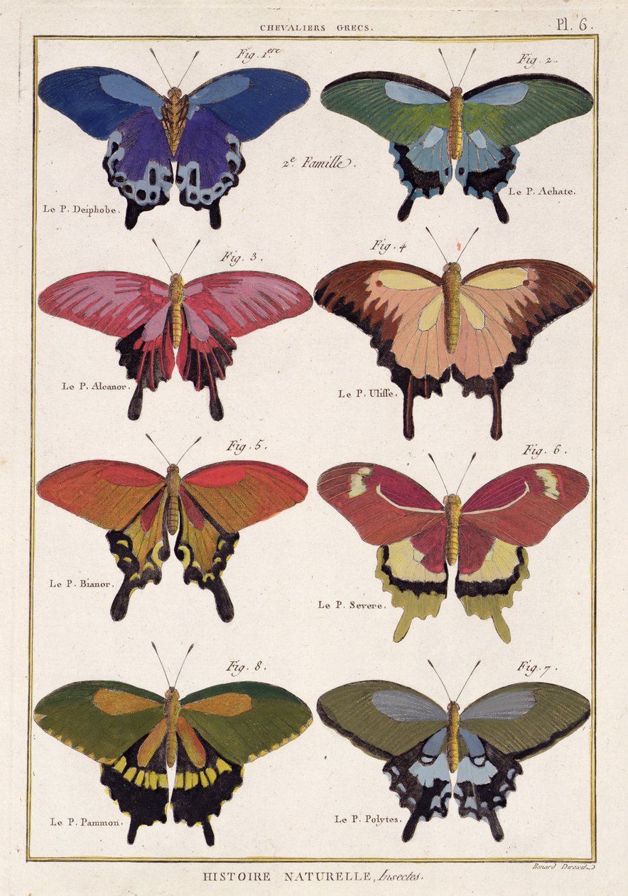 Mariposas de 