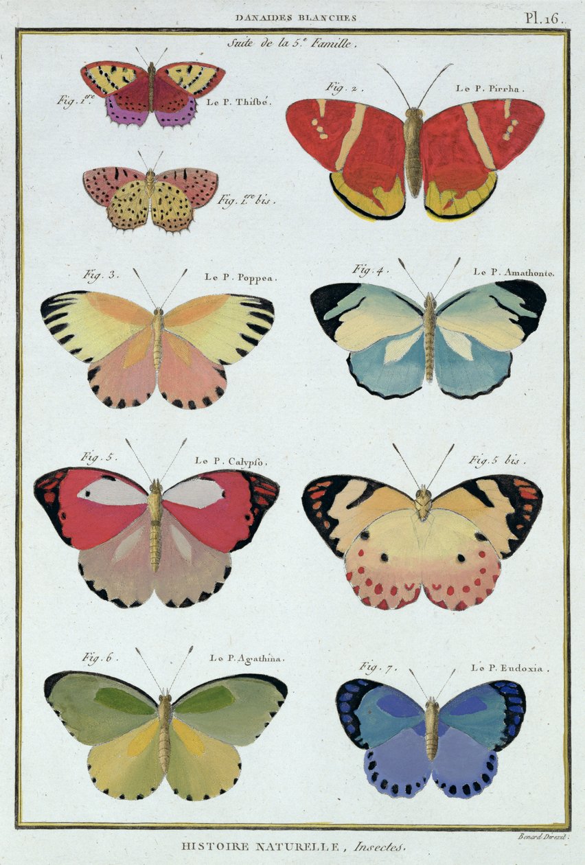 Mariposas de 